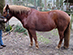 Dieser 19 jährige Welsh Cob Mix war im Februar 2015 noch ein rundes, weiches, träges Pony.